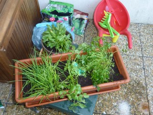 La brouette et les herbes aromatiques.