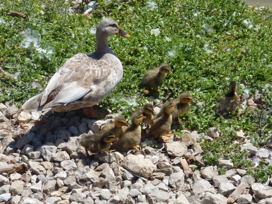 Les canards du lac à l'entrée.