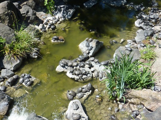 Les tortues d'eau.