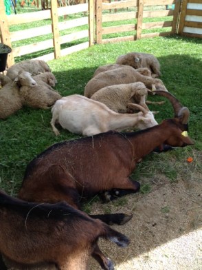 Animaux ferme de Valdeblore.