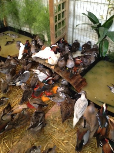 Les belles bestioles de la ferme.