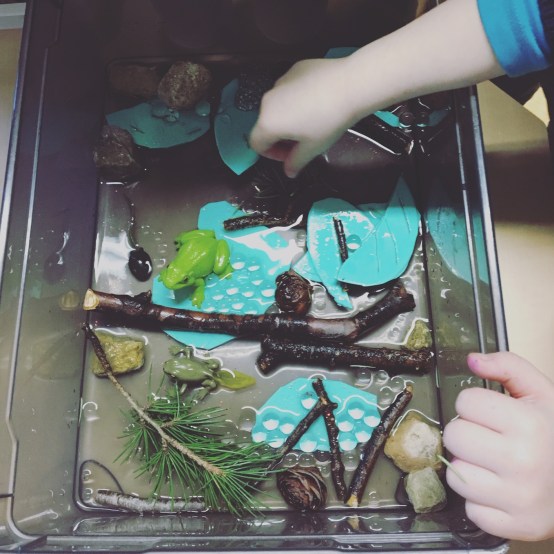 bacsensoriel_grenouilles.JPG