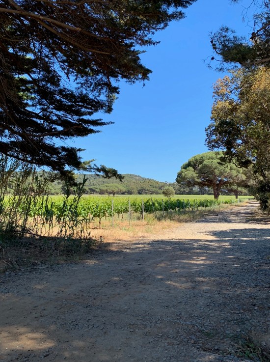 vignelacourtade_proquerolles_rivieramum